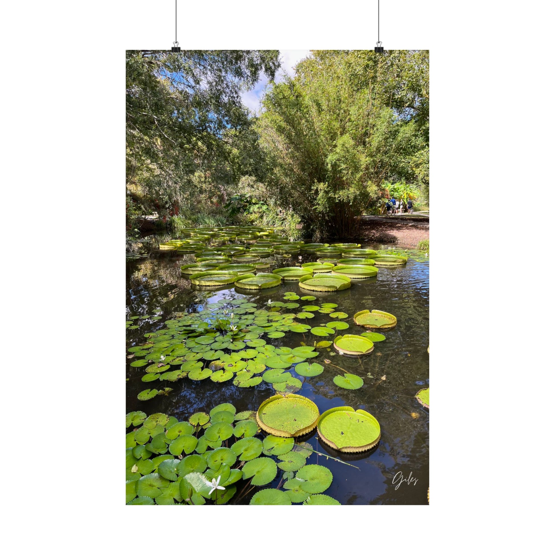 Gainesville Botanical Garden Lily Pads Giles